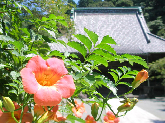 鎌倉ノウゼンカズラ花画像