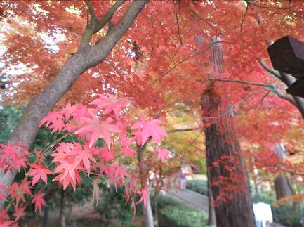 鎌倉円覚寺の紅葉写真