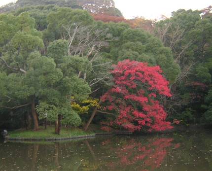 鎌倉鶴岡八幡宮平家池の紅葉写真