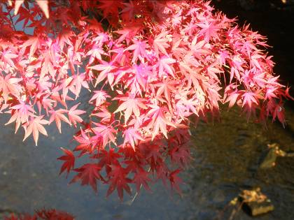 鎌倉滑川に映える紅葉写真