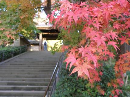 北鎌倉円覚寺の紅葉写真