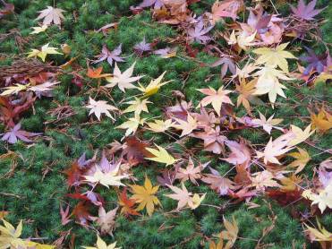 秋の紅葉写真・京都大原コケの上にモミジの紅葉