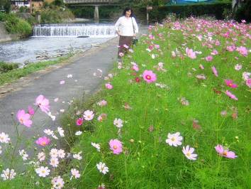 京都大原高野川沿いの道に咲くコスモス写真