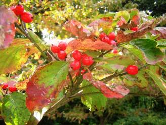 秋を告げるハナミズキの赤い実写真