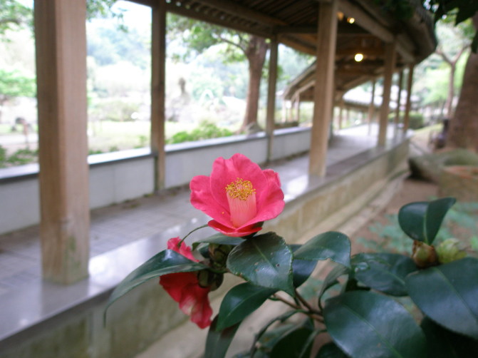 タイワンヤマツバキ花画像
