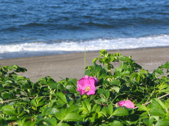 オホーツクの海とハマナスの花　写真