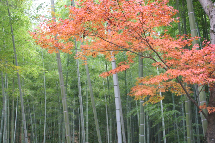 竹林と紅葉画像