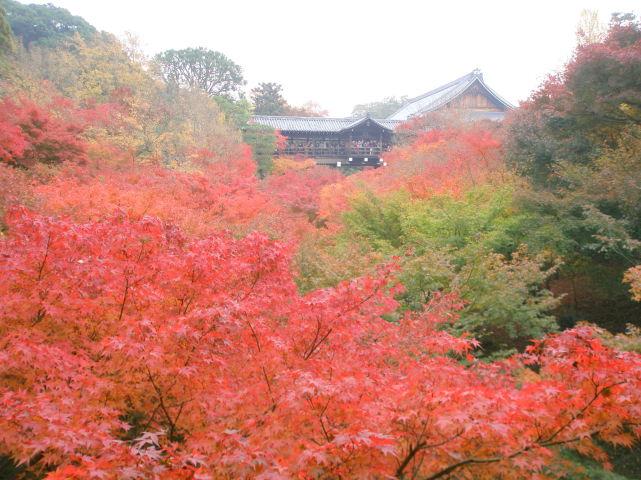 東福寺紅葉画像