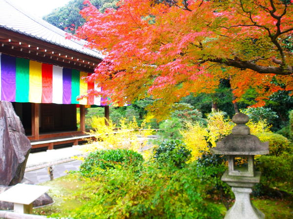 智積院紅葉