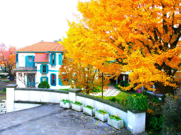 山手18番イチョウ黄葉