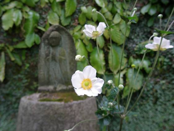 東慶寺境内の地蔵様とシュウメイギク写真・１０月