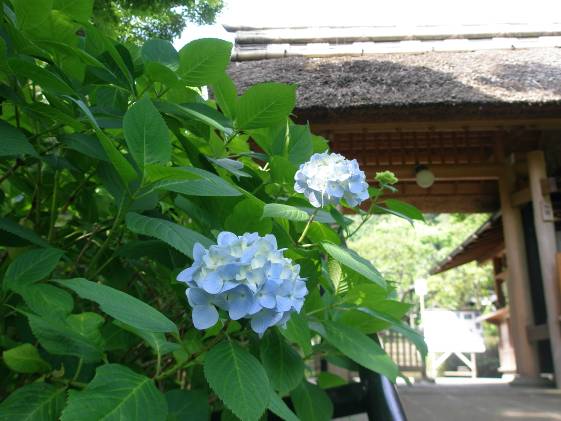 東慶寺山門とアジサイの花写真・6月