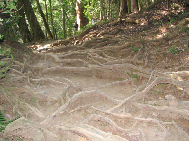 鞍馬寺木の根道画像
