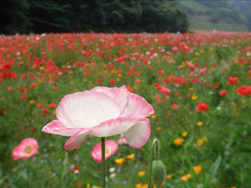 一面咲き誇るくりはま花の国１００万本のポピー畑写真