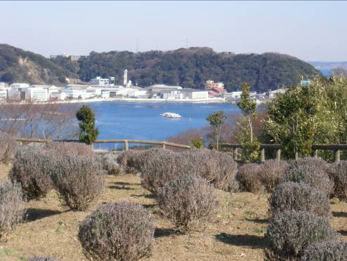 ラベンダー畑と久里浜港写真
