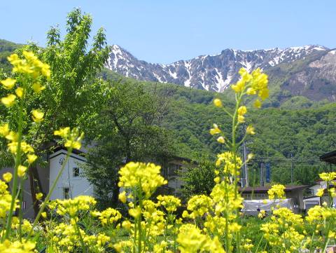 安曇野の菜の花と五竜岳写真