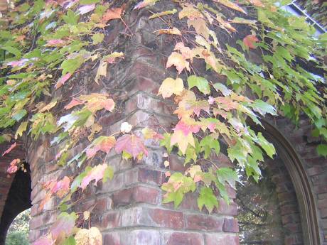秋の碌山美術館のツタの紅葉写真