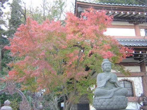 長谷寺の紅葉写真・１２月