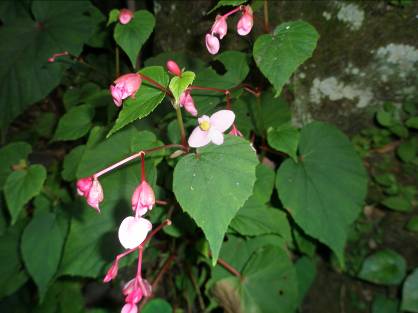 亀ヶ谷切通に咲くシュウカイドウの花写真