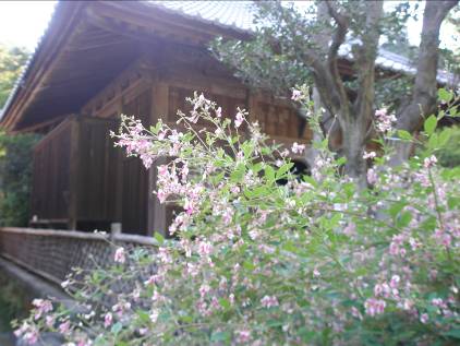 海蔵寺のハギの花写真・９月