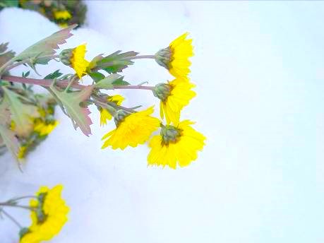 キクの花と雪　画像
