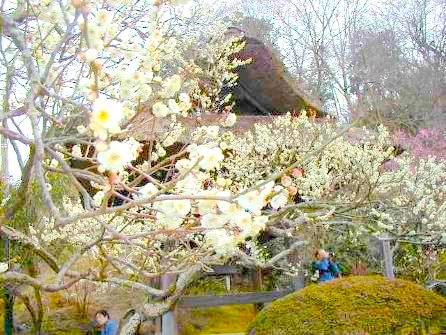 東慶寺　ウメの花　画像