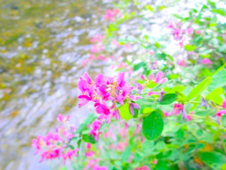 祇園白川沿いに咲くハギの花写真