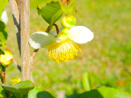 建仁寺に咲くチャノキ茶の木花写真