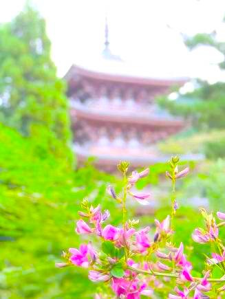 醍醐寺五重塔とハギの花写真