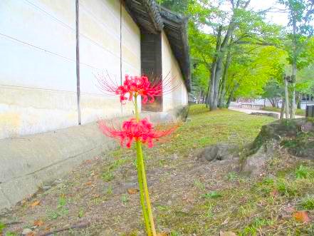 醍醐寺境内に咲くヒガンバナの花写真