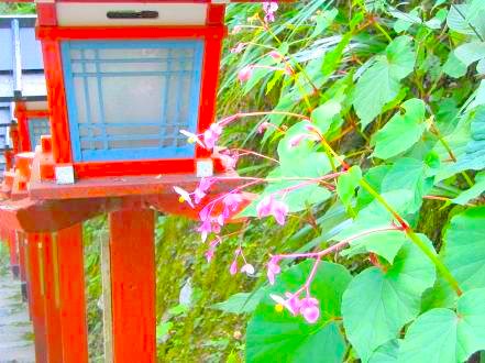 貴船神社に咲くシュウカイドウの花写真・初秋の花です