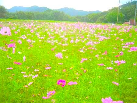 大原の里に咲くコスモスの花写真