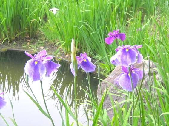 平安神宮西神苑に咲く青紫色のハナショウブ写真