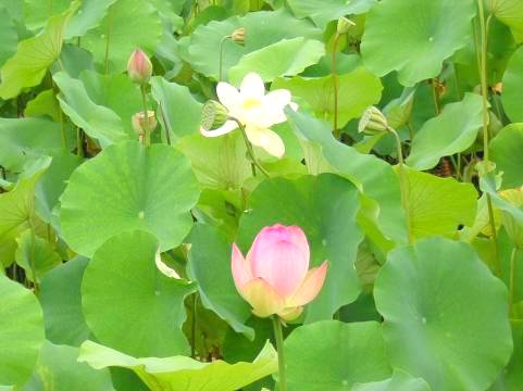 天龍寺放生池のハスの花写真