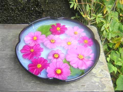 水盤に浮かべたコスモスの花写真