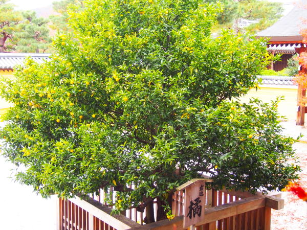 ��o���E�߃^�`�o�i��