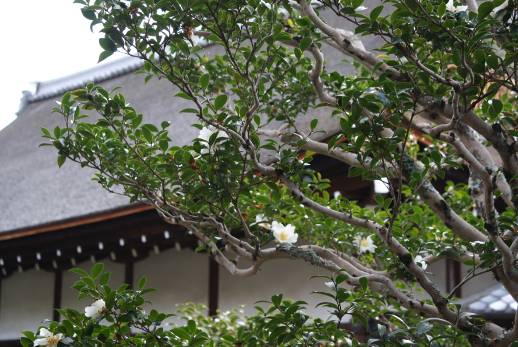 大覚寺宸殿と白いサザンカ写真
