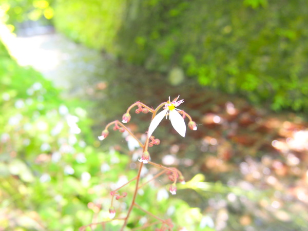 ユキノシタ花画像