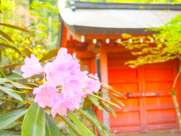 京都シャクナゲ花画像