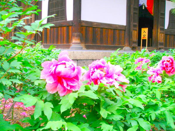 京都ボタン花画像