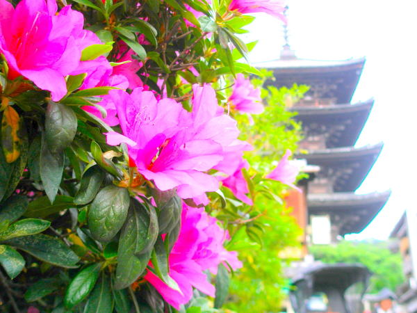 京都オオムラサキツツジ花画像