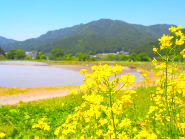 京都菜の花画像
