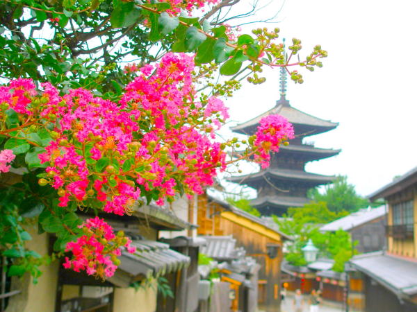 京都サルスベリ花画像