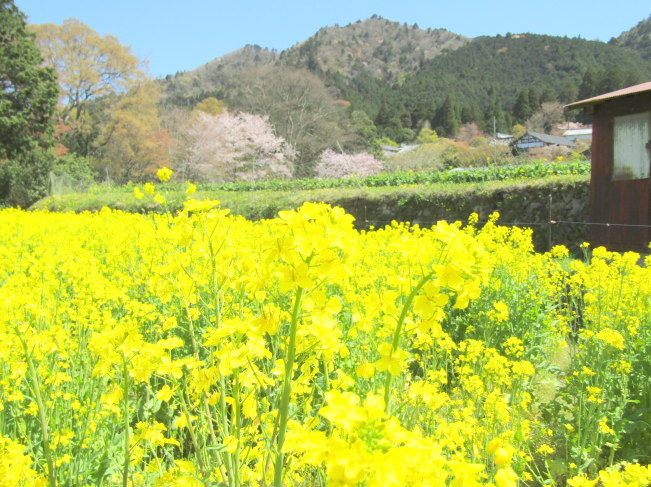京都菜の花花画像