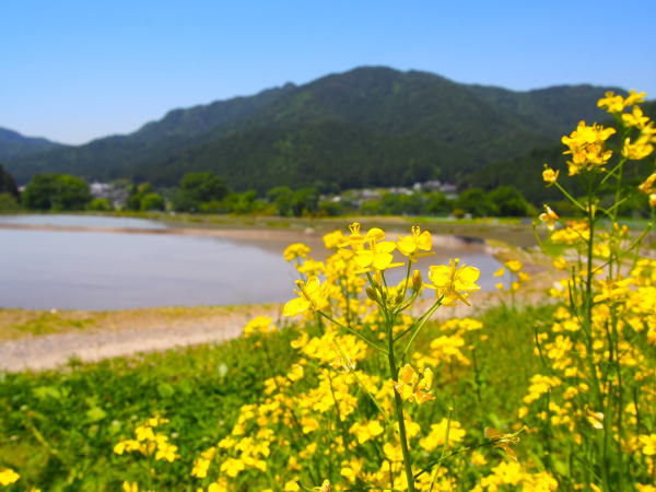 京都大原菜の花