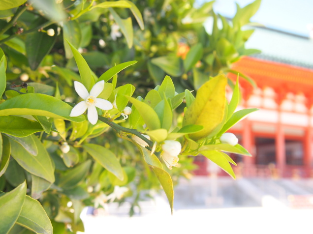 平安神宮タチバナ花画像