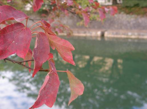 紅葉を始めた琵琶湖疏水のフウの葉写真