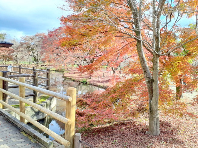 京都府立植物園紅葉画像