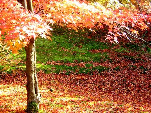 東福寺の緑のコケと紅葉写真