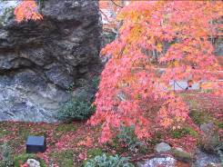 宝厳院の庭園と紅葉写真